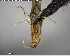  ( - YB-BCI142444)  @11 [ ] CreativeCommons - Attribution (2017) Yves Basset Smithsonian Tropical Research Institute