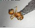  ( - YB-BCI144175)  @12 [ ] CreativeCommons - Attribution (2017) Yves Basset Smithsonian Tropical Research Institute