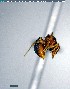  (Strumigenys alberti - YB-BCI144175)  @12 [ ] CreativeCommons - Attribution (2017) Yves Basset Smithsonian Tropical Research Institute