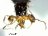  (Pheidole AAU1491 - YB-BCI56493)  @13 [ ] No Rights Reserved  Unspecified Unspecified