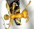  (Pheidole shiki - YB-BCI73732)  @11 [ ] No Rights Reserved  Unspecified Unspecified