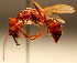  (Odontomachus panamensis - YB-BCI4881)  @14 [ ] No Rights Reserved  Unspecified Unspecified