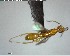  ( - YB-BCI141270)  @12 [ ] CreativeCommons - Attribution (2017) Yves Basset Smithsonian Tropical Research Institute