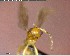 ( - YB-BCI141270)  @12 [ ] CreativeCommons - Attribution (2017) Yves Basset Smithsonian Tropical Research Institute