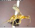  ( - YB-BCI141270)  @12 [ ] CreativeCommons - Attribution (2017) Yves Basset Smithsonian Tropical Research Institute