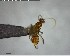  ( - YB-BCI144193)  @12 [ ] CreativeCommons - Attribution (2017) Yves Basset Smithsonian Tropical Research Institute