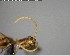  ( - YB-BCI144193)  @12 [ ] CreativeCommons - Attribution (2017) Yves Basset Smithsonian Tropical Research Institute