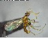  ( - YB-BCI144193)  @12 [ ] CreativeCommons - Attribution (2017) Yves Basset Smithsonian Tropical Research Institute
