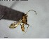  (Hypoponera ADK9647 - YB-BCI137336)  @13 [ ] CreativeCommons - Attribution (2017) Yves Basset Smithsonian Tropical Research Institute