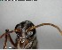  ( - YB-BCI148032)  @11 [ ] CreativeCommons - Attribution (2017) Yves Basset Smithsonian Tropical Research Institute