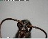  ( - YB-BCI150585)  @11 [ ] CreativeCommons - Attribution (2017) Yves Basset Smithsonian Tropical Research Institute