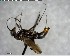  ( - YB-BCI150585)  @11 [ ] CreativeCommons - Attribution (2017) Yves Basset Smithsonian Tropical Research Institute
