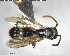  ( - YB-BCI143789)  @13 [ ] CreativeCommons - Attribution (2017) Yves Basset Smithsonian Tropical Research Institute