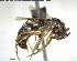  ( - YB-BCI143789)  @13 [ ] CreativeCommons - Attribution (2017) Yves Basset Smithsonian Tropical Research Institute