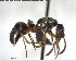  ( - YB-BCI150469)  @13 [ ] CreativeCommons - Attribution (2017) Yves Basset Smithsonian Tropical Research Institute