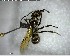  ( - YB-BCI154154)  @12 [ ] CreativeCommons - Attribution (2017) Yves Basset Smithsonian Tropical Research Institute