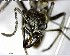  ( - YB-BCI154154)  @12 [ ] CreativeCommons - Attribution (2017) Yves Basset Smithsonian Tropical Research Institute