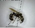  ( - YB-BCI154154)  @12 [ ] CreativeCommons - Attribution (2017) Yves Basset Smithsonian Tropical Research Institute