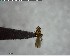  ( - YB-BCI125395)  @12 [ ] CreativeCommons - Attribution (2017) Yves Basset Smithsonian Tropical Research Institute
