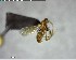  ( - YB-BCI125395)  @12 [ ] CreativeCommons - Attribution (2017) Yves Basset Smithsonian Tropical Research Institute