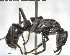  ( - YB-BCI146339)  @12 [ ] CreativeCommons - Attribution (2017) Yves Basset Smithsonian Tropical Research Institute