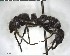  (Neoponera foetida - YB-BCI149912)  @13 [ ] CreativeCommons - Attribution (2017) Yves Basset Smithsonian Tropical Research Institute