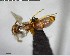  (Hypoponera ADK8932 - YB-BCI142504)  @13 [ ] CreativeCommons - Attribution (2017) Yves Basset Smithsonian Tropical Research Institute