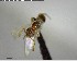  ( - YB-BCI142504)  @12 [ ] CreativeCommons - Attribution (2017) Yves Basset Smithsonian Tropical Research Institute