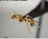  ( - YB-BCI142504)  @13 [ ] CreativeCommons - Attribution (2017) Yves Basset Smithsonian Tropical Research Institute