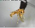  (Hypoponera ADK9552 - YB-BCI143953)  @13 [ ] CreativeCommons - Attribution (2017) Yves Basset Smithsonian Tropical Research Institute