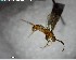  (Leptogenys sp. 5YB - YB-BCI150653)  @12 [ ] CreativeCommons - Attribution (2017) Yves Basset Smithsonian Tropical Research Institute