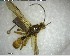  ( - YB-BCI123923)  @13 [ ] CreativeCommons - Attribution (2017) Yves Basset Smithsonian Tropical Research Institute