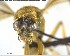  ( - YB-BCI123923)  @12 [ ] CreativeCommons - Attribution (2017) Yves Basset Smithsonian Tropical Research Institute