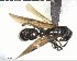  ( - YB-BCI125640)  @13 [ ] CreativeCommons - Attribution (2017) Yves Basset Smithsonian Tropical Research Institute