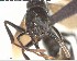  ( - YB-BCI125640)  @12 [ ] CreativeCommons - Attribution (2017) Yves Basset Smithsonian Tropical Research Institute