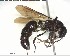  ( - YB-BCI125640)  @14 [ ] CreativeCommons - Attribution (2017) Yves Basset Smithsonian Tropical Research Institute
