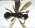  ( - YB-BCI153107)  @12 [ ] CreativeCommons - Attribution (2017) Yves Basset Smithsonian Tropical Research Institute
