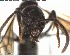 ( - YB-BCI153107)  @12 [ ] CreativeCommons - Attribution (2017) Yves Basset Smithsonian Tropical Research Institute