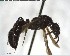  ( - YB-BCI153107)  @13 [ ] CreativeCommons - Attribution (2017) Yves Basset Smithsonian Tropical Research Institute