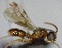  (Probolomyrmex ACH1131 - YB-BCI137321)  @14 [ ] Unspecified (default): All Rights Reserved  No Rights Reserved Unspecified