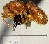 (Proceratium micrommatum - YB-BCI161076)  @13 [ ] No Rights Reserved  Unspecified Unspecified