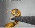  ( - YB-BCI141465)  @11 [ ] CreativeCommons - Attribution (2017) Yves Basset Smithsonian Tropical Research Institute