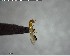  ( - YB-BCI145958)  @12 [ ] CreativeCommons - Attribution (2017) Yves Basset Smithsonian Tropical Research Institute