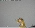  ( - YB-BCI145958)  @12 [ ] CreativeCommons - Attribution (2017) Yves Basset Smithsonian Tropical Research Institute