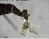  ( - YB-BCI123922)  @11 [ ] CreativeCommons - Attribution (2017) Yves Basset Smithsonian Tropical Research Institute