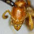  (Hypoponera AEP3686 - YB-BCI161098)  @11 [ ] No Rights Reserved  Unspecified Unspecified