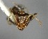  (Azteca sp. 1YB - YB-BCI8788)  @11 [ ] No Rights Reserved  Unspecified Unspecified