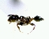  (Xenomyrmex - YB-DD1053BC)  @13 [ ] No Rights Reserved  Unspecified Unspecified