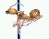  (Azteca ACG6528 - YB-DD1073BC)  @13 [ ] No Rights Reserved  Unspecified Unspecified