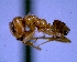  (Azteca aurita - YB-DD1079BC)  @13 [ ] No Rights Reserved  Unspecified Unspecified